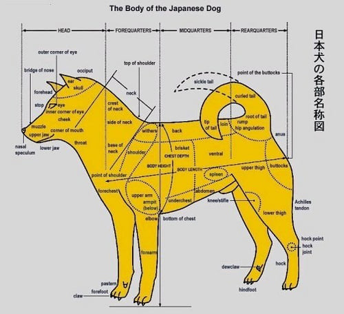 Lo standard delle razze canine: Una guida fondamentale