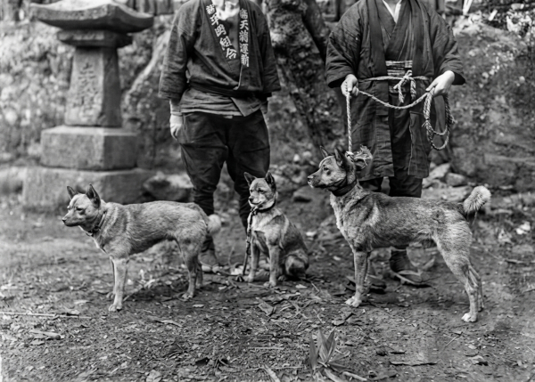 Shinshu shiba di fronte un tempio a Tenryū