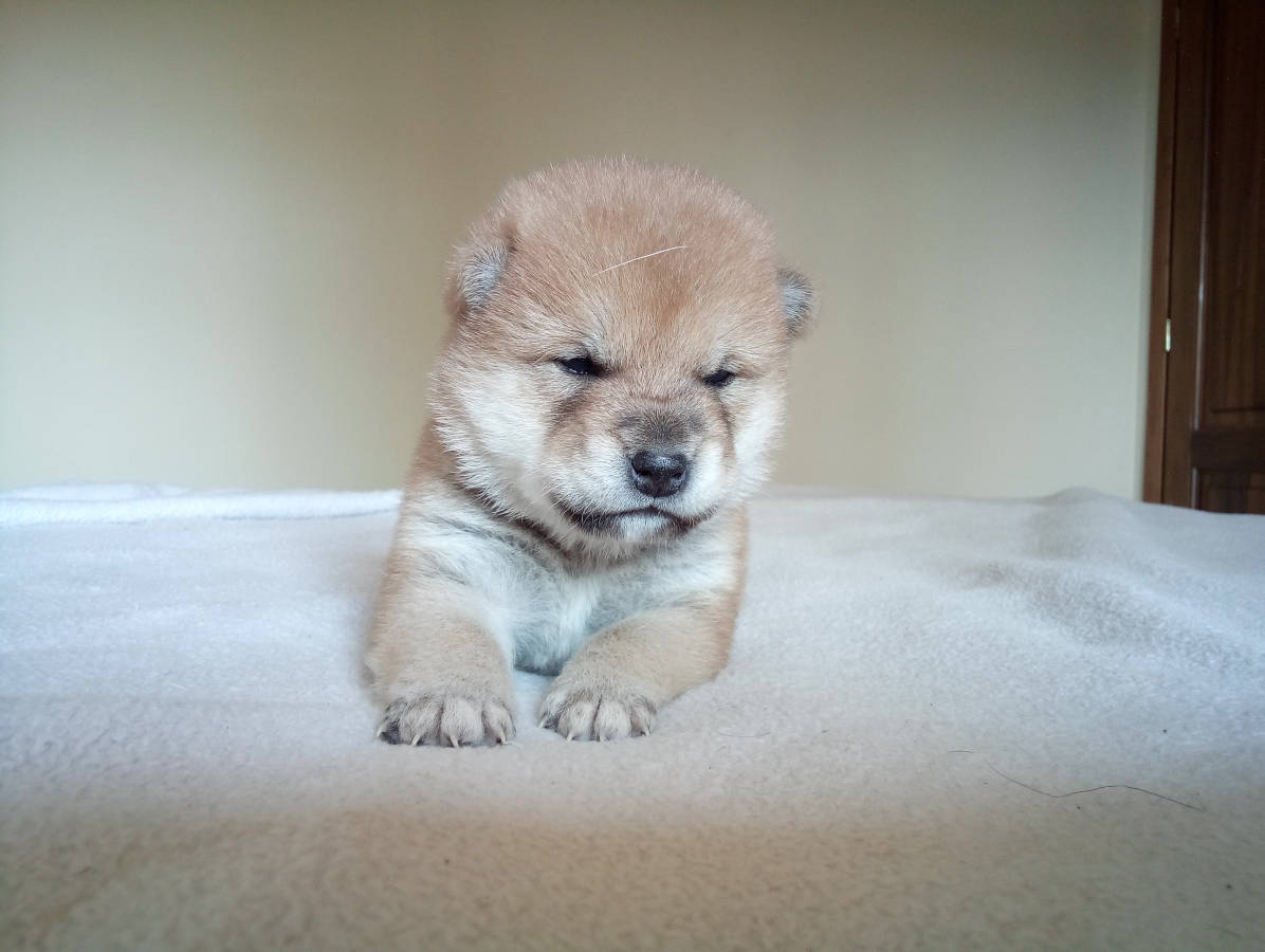 Sensi_pup_bed