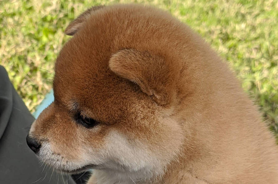 pup14_redux