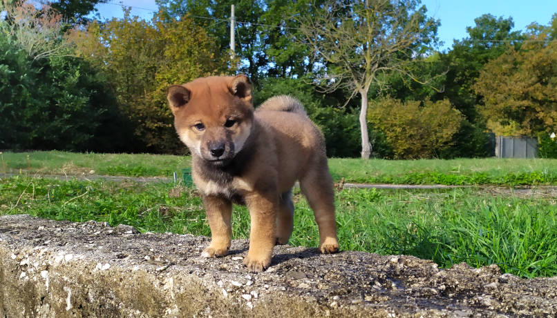 pup23