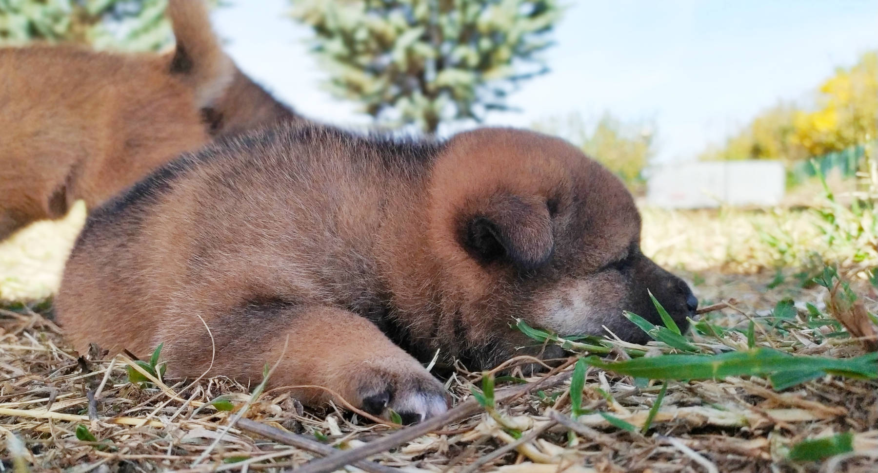 pup3