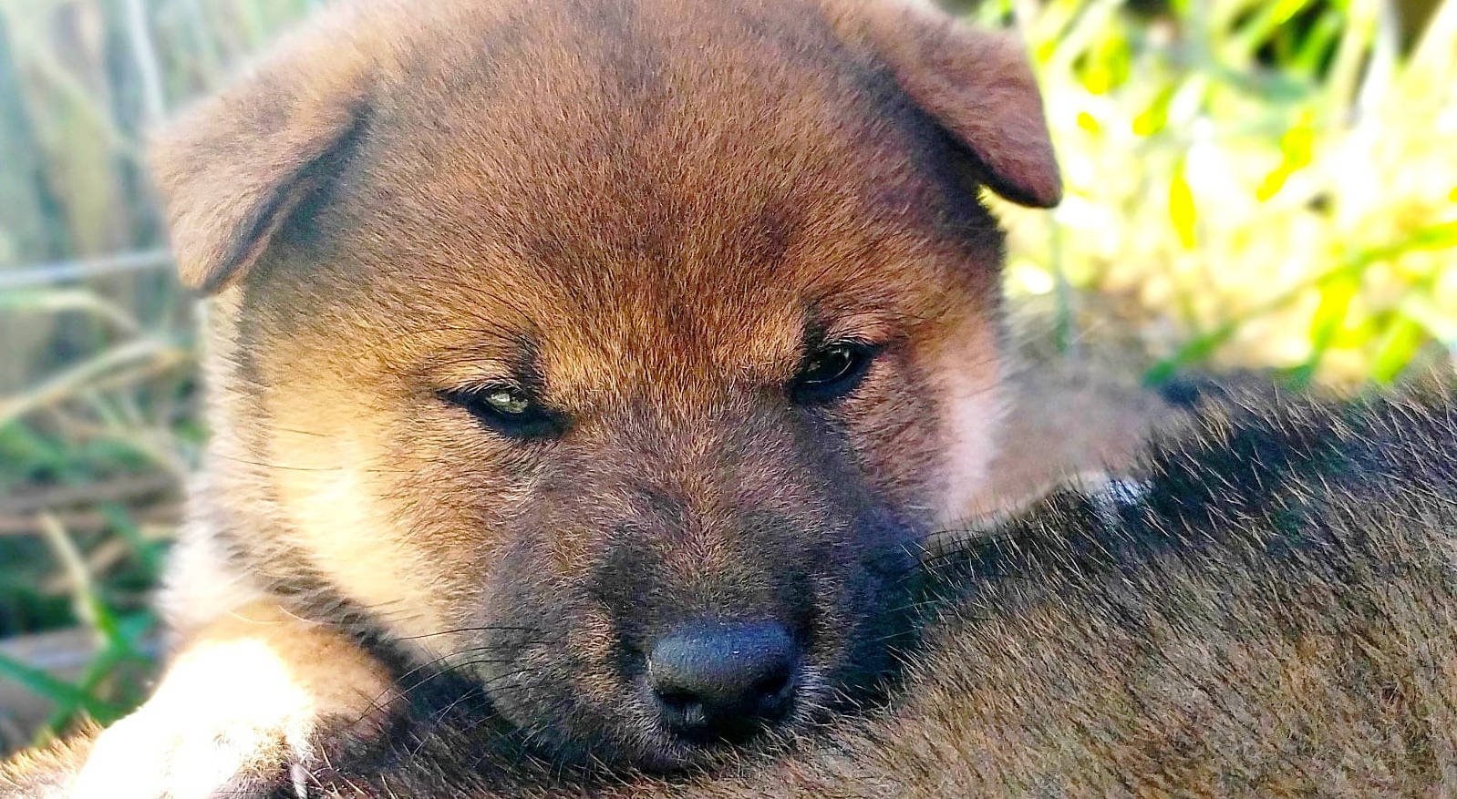 pup4