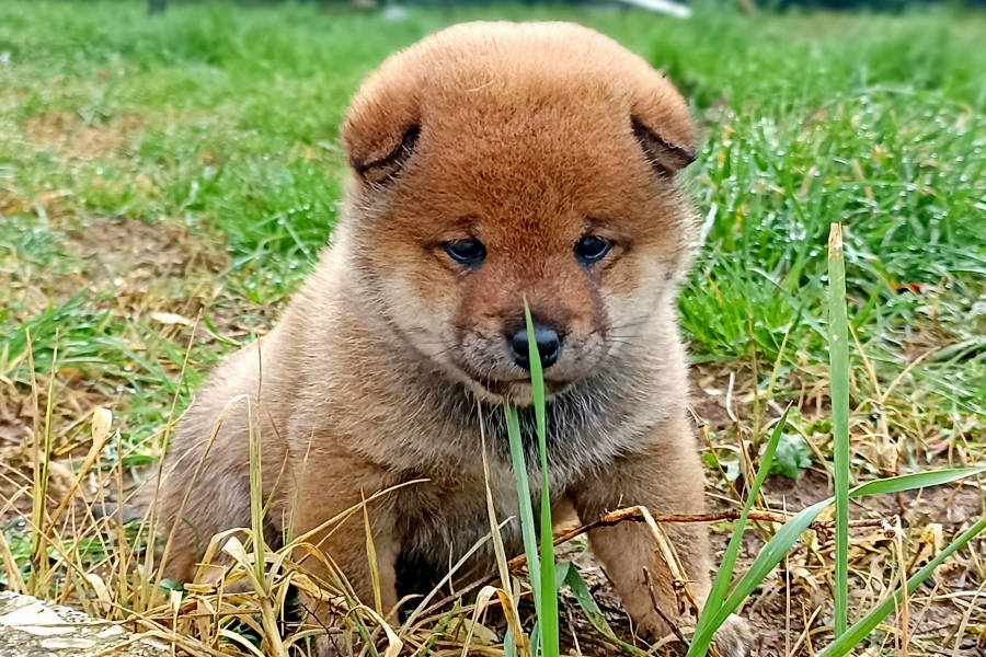 pup7_redux